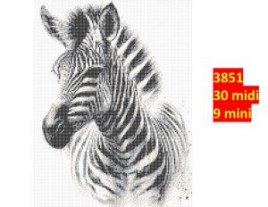 Zebra 3851 | Dyr